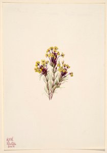 Uilenklaver (Orthocarpus erianthus) door Mary Vaux Walcott