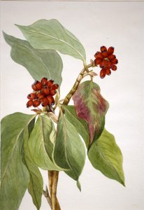 Japanse kornoelje (Cornus nuttallii) door Mary Vaux Walcott