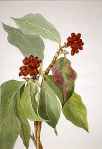 Pacific Dogwood Cornus nuttallii door Mary Vaux Walcott