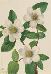 Pacifische kornoelje Cornus nuttallii door Mary Vaux Walcott