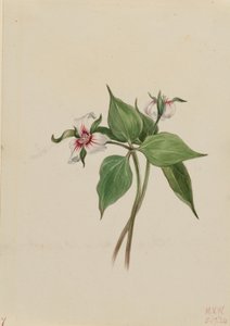 Geverfde Trillium (Trillium undulatum) door Mary Vaux Walcott