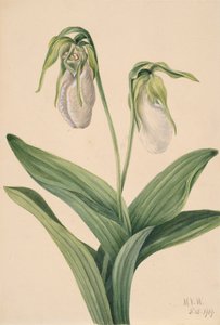 Bleke Vrouwenschoen Cypripedium acaule, 1919 door Mary Vaux Walcott