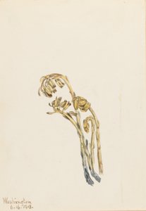 Bleke dennenappel (Hypopitys americana) door Mary Vaux Walcott