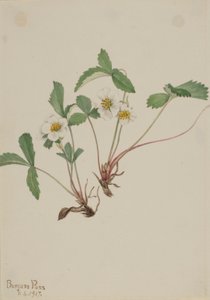 Bleke aardbei (Fragaria glauca) door Mary Vaux Walcott