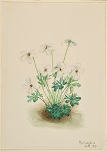 Viooltje (Viola pedata)