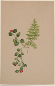 Patrijsbes (Mitchella repens) door Mary Vaux Walcott
