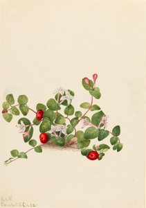 Partridgeberry Mitchella repens, 1925 door Mary Vaux Walcott
