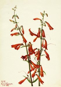 Pentstemon (Pentstemon barbatus) door Mary Vaux Walcott