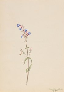 Pentstemon (Pentstemon procerus) door Mary Vaux Walcott