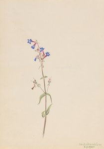 Pentstemon Pentstemon procerus door Mary Vaux Walcott