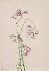 Pentstemon ambiguus door Mary Vaux Walcott