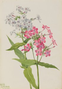 Vaste phlox Phlox paniculata (1934)