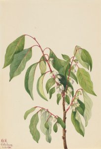 Kaki (Diospyros virginiana) door Mary Vaux Walcott
