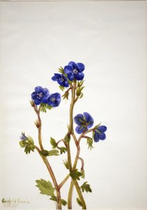 Phacelia Phacelia parryi, 1935 door Mary Vaux Walcott