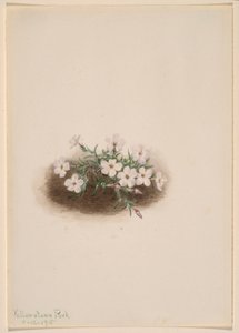 Phlox door Mary Vaux Walcott