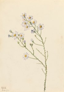 Pineland Aster Aster squarrosus, 1922 door Mary Vaux Walcott