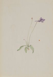 Pinguicula vulgaris door Mary Vaux Walcott