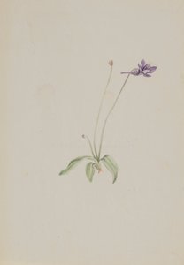Pinguicula vulgaris, ca. vroege jaren 1930 door Mary Vaux Walcott