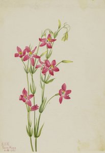 Roze Centaurium (Centaurium venustum) door Mary Vaux Walcott