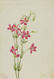 Roze Centaurium Centaurium venustum, 1925 door Mary Vaux Walcott