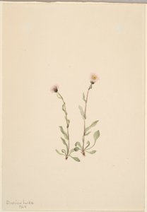 Pink Fleabane (Erigeron jucundus)