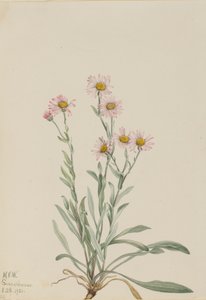 Roze vlooienkruid, 1921 door Mary Vaux Walcott