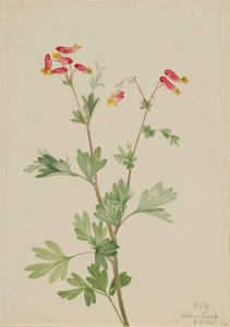 Roze Fumeroot Capnoides sempervirens, 1922 door Mary Vaux Walcott