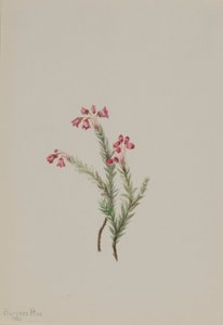 Roze heide (Phyllodoce empetriformis) door Mary Vaux Walcott