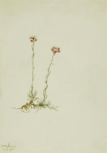 Roze kattenpootjes Antennaria rosea, 1916