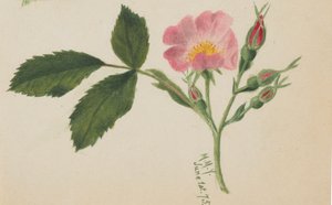 Roze Roos, 1875 door Mary Vaux Walcott