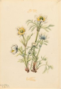 Pluimanemoon (Pulsatilla occidentalis)