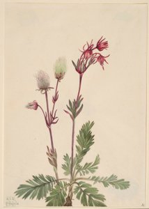 Prairie-rook (Sieversia ciliata) door Mary Vaux Walcott