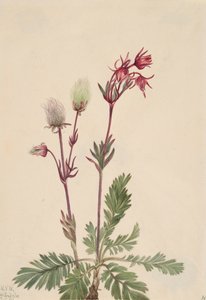 Prairie-Rook Sieversia ciliata, 1921 door Mary Vaux Walcott