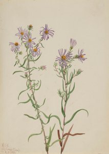 Prairieaster (Aster campestris)