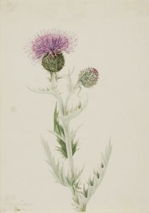 Akkerdistel (Cirsium undulatum)