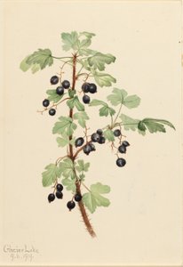 Kleine aalbes (Ribes lacustre) door Mary Vaux Walcott
