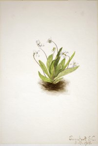 Primula viooltje (Viola primulifolia)