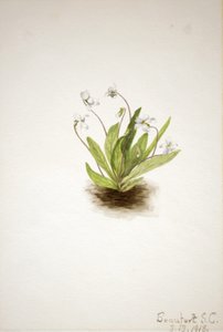 Primula Viooltje Viola primulifolia, 1918 door Mary Vaux Walcott