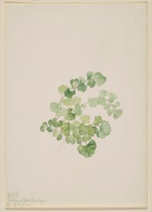 Puccoon (Lithospermum ruderale)