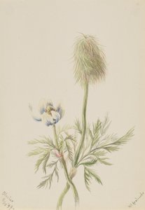 Pulsatilla occidentalis door Mary Vaux Walcott