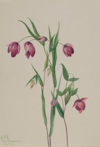Paarse lampion (Calochortus anoenum) door Mary Vaux Walcott