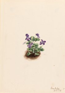 Paars bergviooltje (Viola adunca)