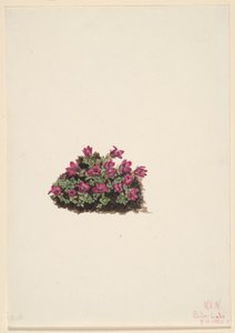 Purpersaxifrage (Saxifraga oppositifolia)