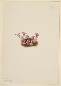 Purpersaxifrage (Saxifrage oppositifolia) door Mary Vaux Walcott