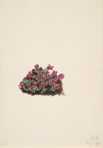 Paarse Saxifrage Saxifraga oppositifolia door Mary Vaux Walcott
