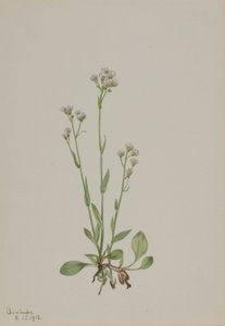 Pussy-Toes (Antennaria racemosa)