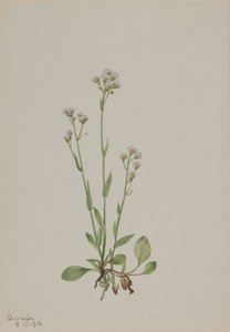 Pussy-Toes Antennaria racemosa, 1918 door Mary Vaux Walcott