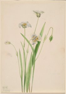 Pussy-ears (Calochortus elegans)