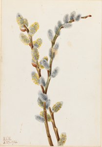 Kutwilg (Salix discolor) door Mary Vaux Walcott