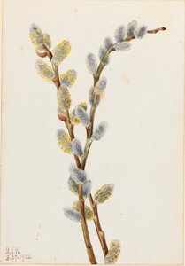Kattenstaartwilg Salix discolor, 1920 door Mary Vaux Walcott
